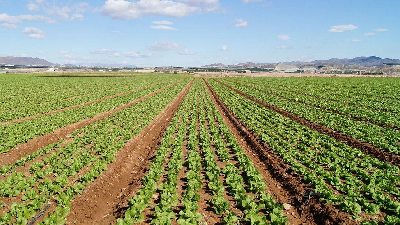 plantación de lechugas|lignito humificado de leonardita|cultivo de fresas|extracción de ácidos húmicos|Gregorio Murillo Aznar